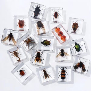 May include: A collection of insects preserved in clear resin blocks. The insects, including beetles and flies, are of various sizes and colours. The square resin blocks are arranged on a white surface, offering a unique display of entomological specimens. Measurements are in cm.