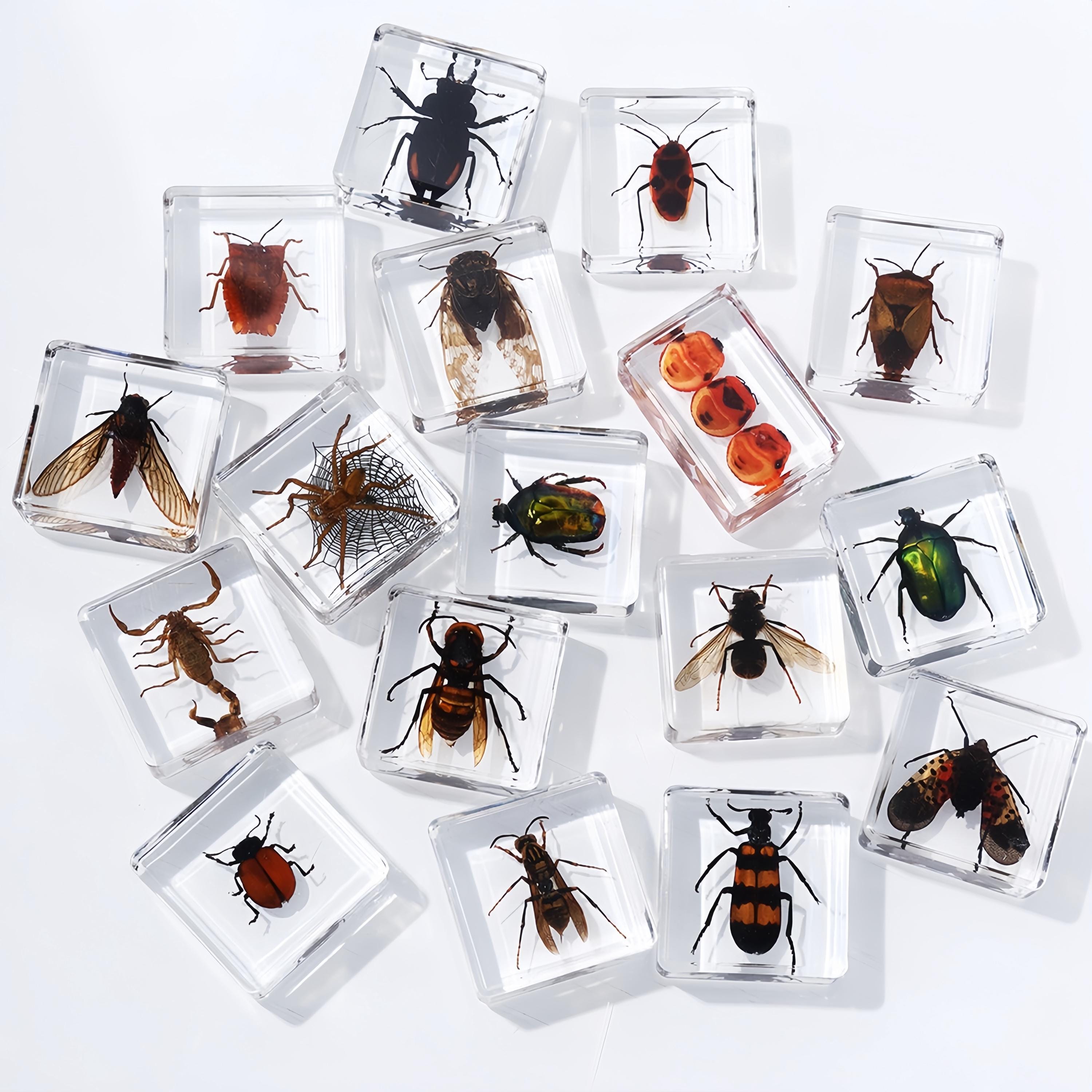 Paraponera clavata - Etsy 日本