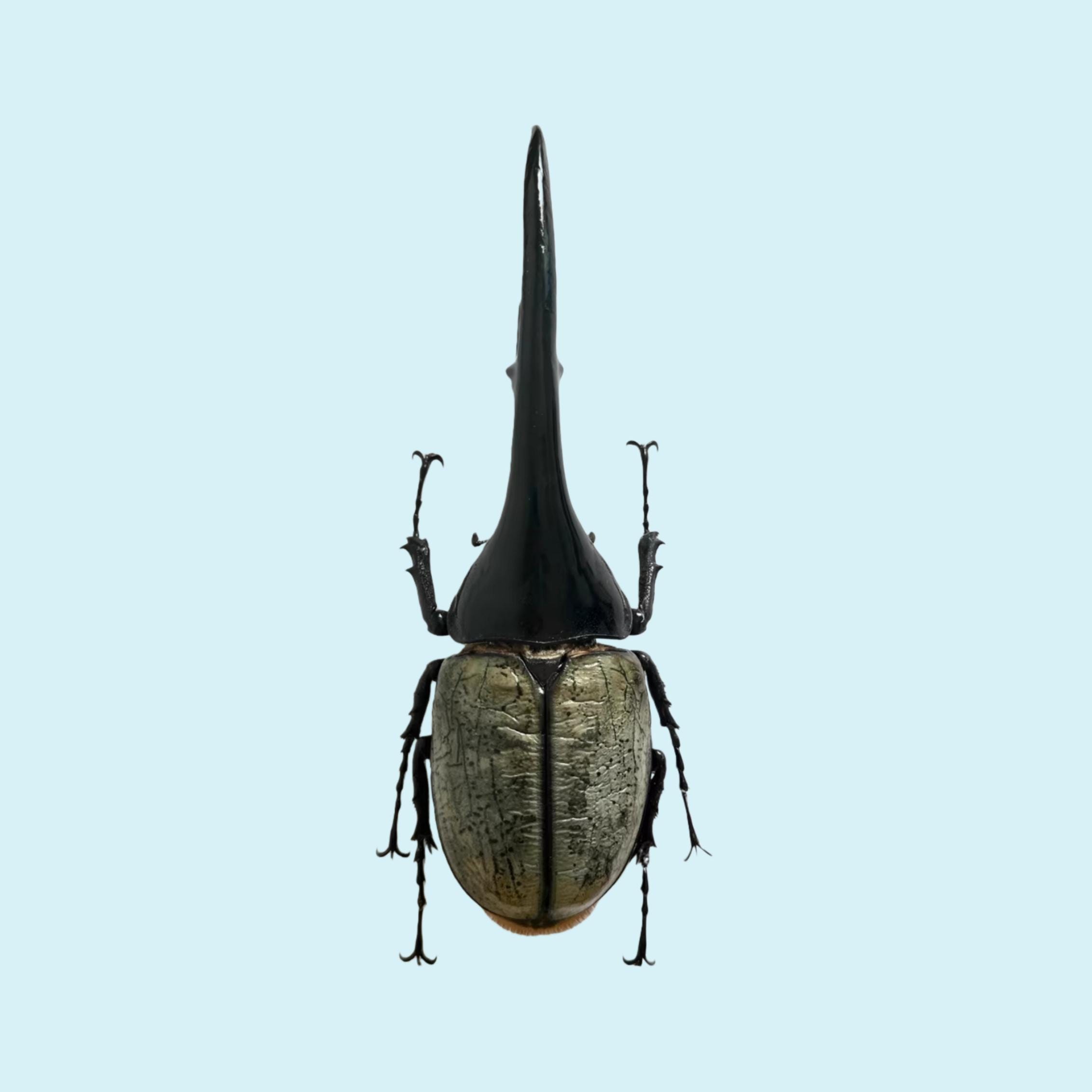 Dynastes hercules - Etsy 日本