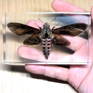 Puede incluir: Un espécimen de polilla preservado dentro de un bloque rectangular de resina transparente. La polilla presenta alas alargadas de color marrón oscuro y un abdomen segmentado con rayas horizontales distintivas en tonos rosa y negro.