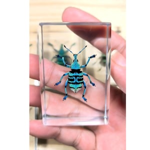Puede incluir: Un bloque rectangular de resina transparente que contiene un espécimen de gorgojo preservado. El insecto presenta un cuerpo azul turquesa vibrante con rayas negras horizontales en el dorso, seis patas articuladas y dos largas antenas.