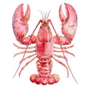 May include: Watercolor illustration of a lobster in shades of red and pink. The lobster has large claws, long antennae, and a segmented body. The artwork is detailed, with visible brushstrokes and shading, set against a white background.