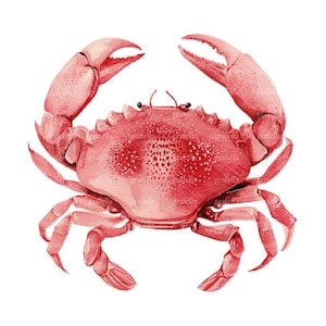 May include: Watercolor illustration of a red crab with large claws and multiple legs. The crab is depicted in a detailed, artistic style, with a focus on its textured shell and appendages. The background is plain white.