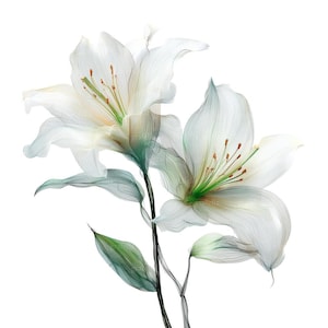 Peut inclure: Illustration numérique de deux lys blancs aux pétales délicats et translucides. Les fleurs ont des accents verts et jaunes, avec des étamines brunes. Les tiges et les feuilles sont un mélange de vert et de noir, sur fond blanc.