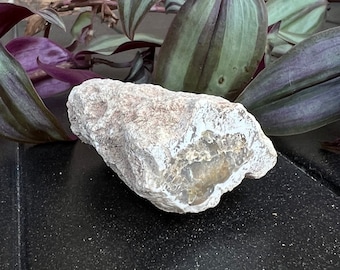 Petrified Wood Fossil Specimen Ancient Madagascar Slice