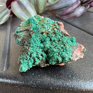 Malachite Micro Druzy on Host Rock Specimen Morocco
