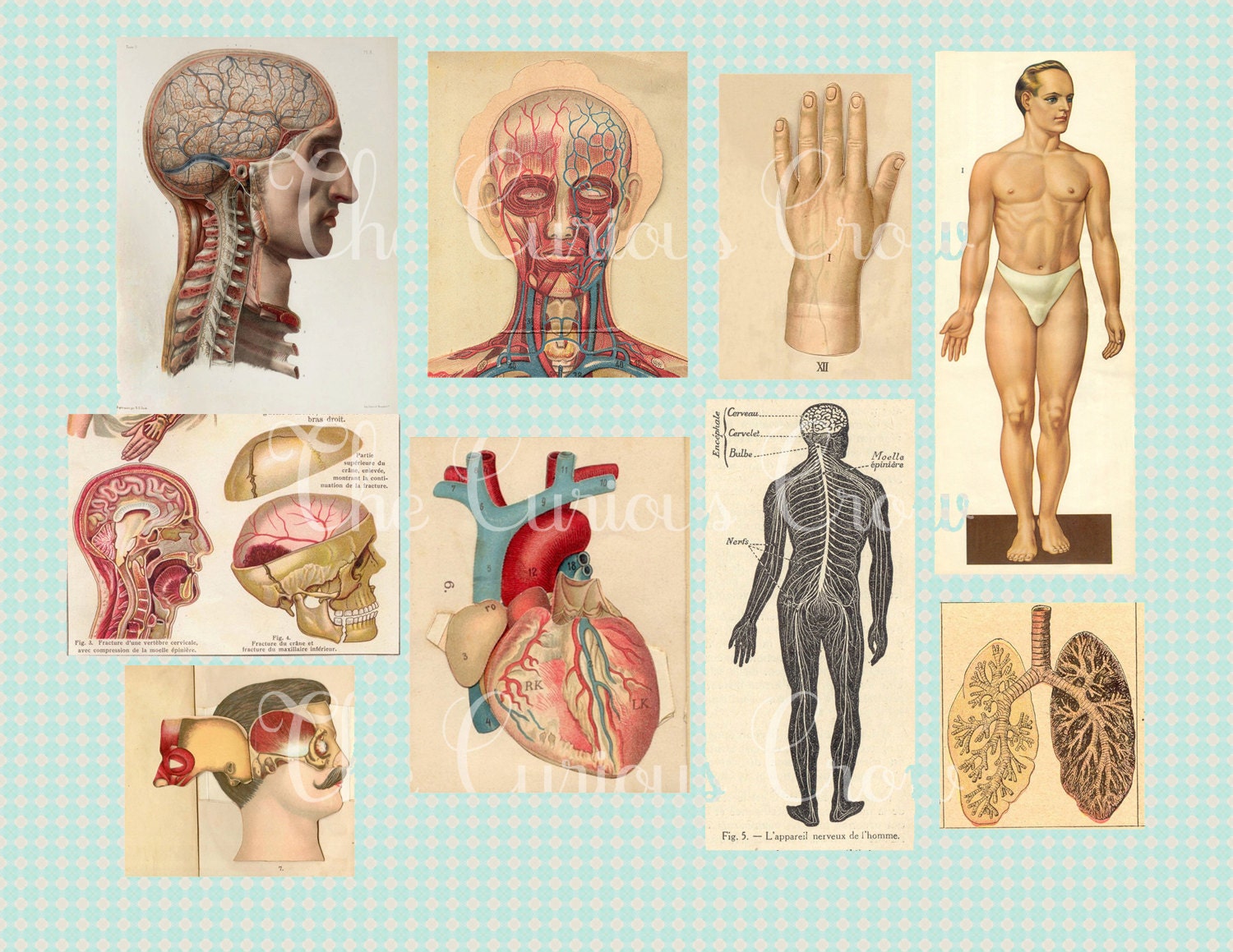 Body System Collage Anatomy Digital Collage Sheet - Antique Images - INSTANT Printable ...