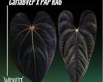 Anthurium Diabloense (exact Plant) Rare Anthurium Hard to Find Aroid US  Seller - Etsy