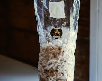 Shiitake Mushroom Plug Spawn 500 Stück | Züchte Deine eigenen Pilze | Hartholz-Baumstamm + Anleitung (Wie man Shiitake-Pilze auf Holzstämmen züchtet)