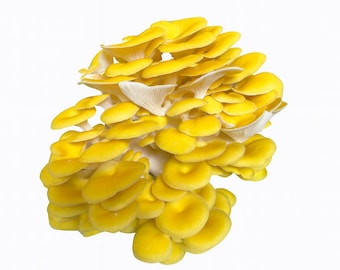 Golden Oyster Flüssige Kultur 5x10ml | Pleurotus citrinopileatus |  Wachsender Gourmet Pilz Haus Pilze Anfänger Kit Gärtner Geschenk Mykologie