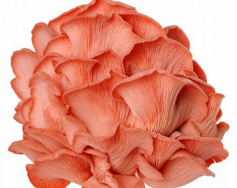 Rosa Austern Flüssige Kultur 10x10ml Gourmet Pilz Zu Hause Wachsen Pilze Wachsen Kit Mykologie Mycel Austernkultur Landwirtschaft