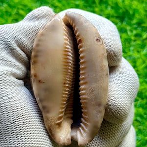 Könnte beinhalten: Eine glatte, oval geformte Kaurischnecke mit einer glänzenden, hellbeigen Oberfläche und feinen braunen Sprenkeln. Die Schale hat eine lange, schmale zentrale Öffnung, die auf beiden Seiten von ausgeprägten, parallelen Rippen gesäumt ist.