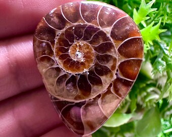研磨されたアンモナイトの化石、本物のコレクター向け、認定済み