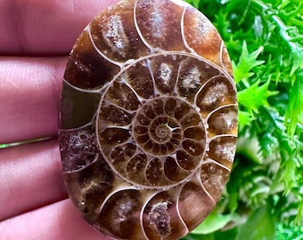 Polished Ammonite Fossil Cabochon, Prehistoric Ocean Shell, Crystal Healing