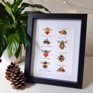 May include: A framed illustration of different types of bumblebees, including the Common Carder Bumblebee, Red-tailed Bumblebee, Yellow-faced Bumblebee, White-tailed Bumblebee, Tree Bumblebee, and Black-tailed Bumblebee.