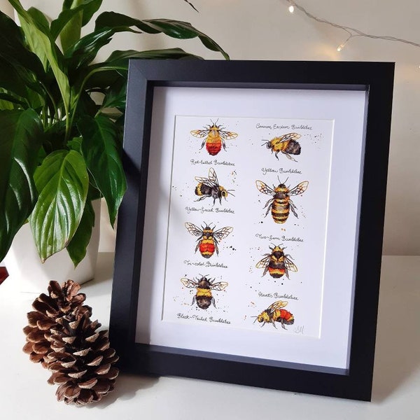 A5 5x8" Art Print: Bumblebees of North America bee species identification chart, Watercolour Painting, Signed with mount