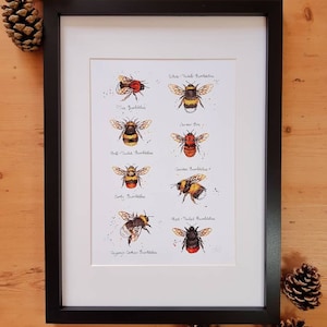May include: A framed print of watercolor illustrations of different types of bumblebees, including the White-Tailed Bumblebee, the Tree Bumblebee, the Carder Bee, the Buff-Tailed Bumblebee, the Garden Bumblebee, the Early Bumblebee, the Red-Tailed Bumblebee, and the Gypsy Cuckoo Bumblebee.