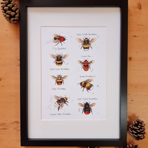 A4 8x12" Art Print: Bumblebees of Britain & Europe bee species identification chart, Watercolour Painting, Signed