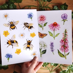 Könnte beinhalten: Zwei Aquarell-Illustrationen auf weißem Papier. Die erste Illustration zeigt vier Hummeln und verschiedene gelbe und weiße Blumen. Die zweite Illustration zeigt eine rosa Rose, eine violette Blume, eine rosa Sonnenhut, eine weiße Hortensie, lila Lavendel und eine Gruppe von rosa Fingerhutblumen.