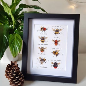 May include: A framed print of a watercolor illustration of eight different types of bumblebees. Each bumblebee is labeled with its common name, including White-tailed Bumblebee, Tree Bumblebee, Buff-tailed Bumblebee, Early Bumblebee, Garden Bumblebee, Red-tailed Bumblebee, and Gypsy Cuckoo Bumblebee.