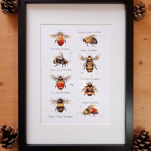 May include: A framed print of a watercolor illustration of different types of bumblebees. The print features a black frame and a white background. The bumblebees are depicted in various colors, including black, yellow, red, and orange. The names of each bumblebee are written below the illustration.