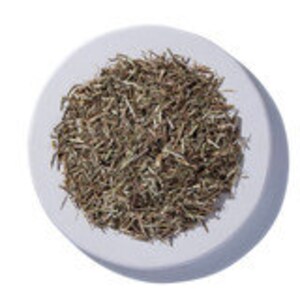 Vervain | Organic Vervain | Verbena officinalis