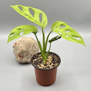 Exact Monstera Adansonii Plant | Swiss Cheese Vine in 4" Pot