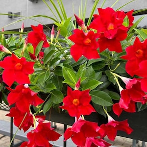 May include: A vibrant display of red Mandevilla flowers in full bloom. The flowers have a trumpet shape with a yellow center, surrounded by lush green foliage. The image captures the beauty of the flowering plant, perfect for a garden or patio.