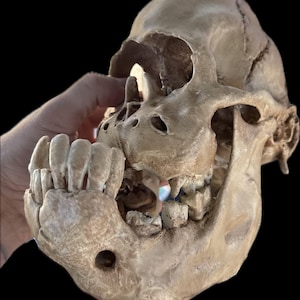 Cyclops Calf Skull Replica, One Eyed Oddity, Gothic Curiosity Decor, Macabre Anatomy, Horror Display