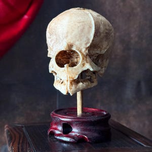 Cyclops Fetal Skull Specimen | Gothic Oddities Display | Cabinet of Curiosities Decor