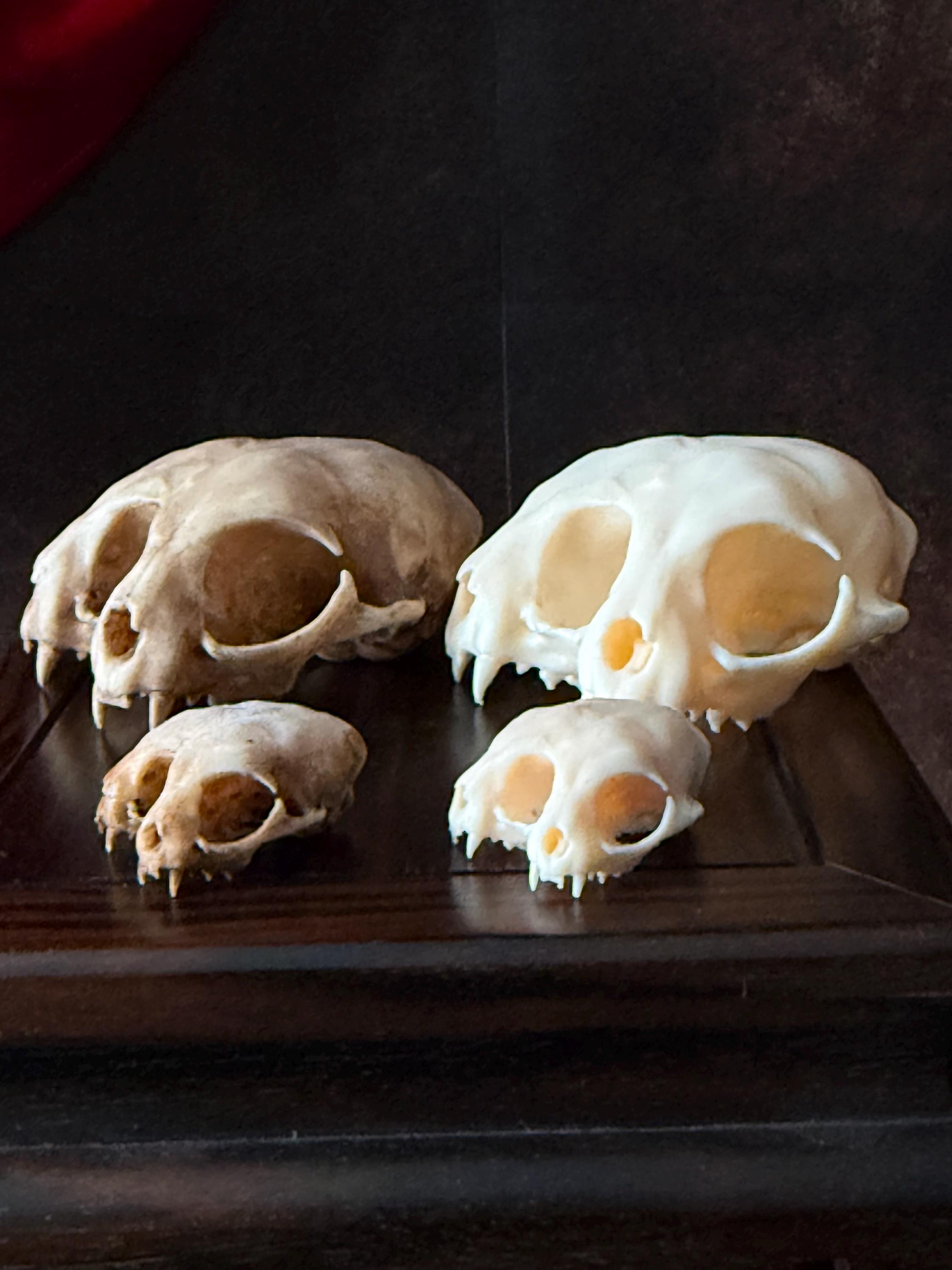 Conjoined Cat Skull for Curiosity Cabinet - Etsy