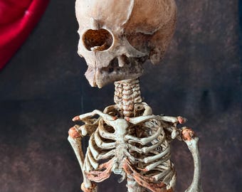 Esqueleto fetal de cíclope / Ejemplar de curiosidad gótica / Decoración de rarezas oscuras
