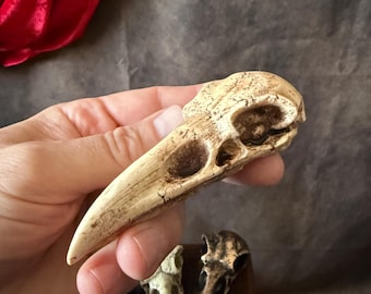 Crow skull