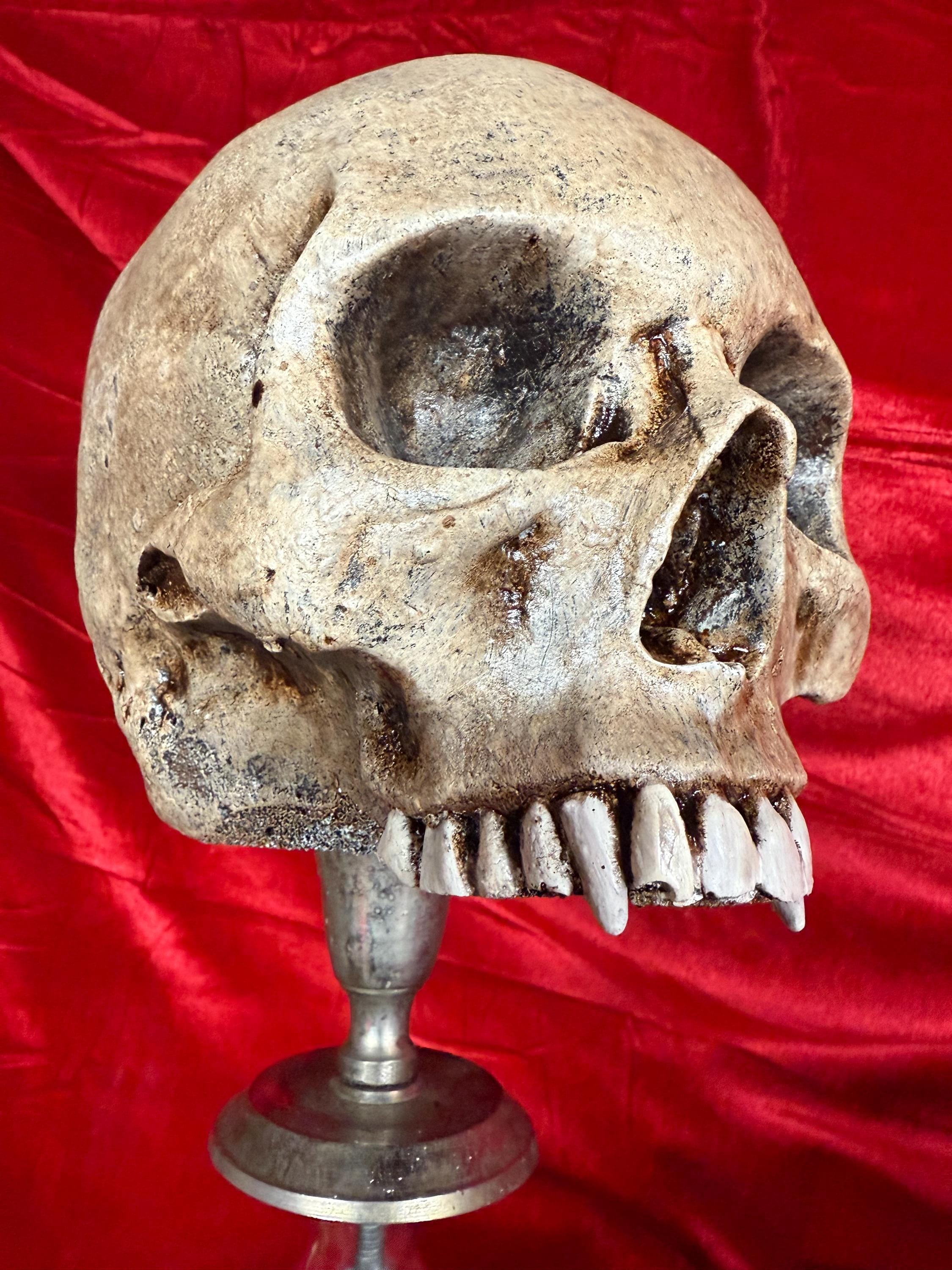 Vampire Skull Prop: Resin Fangs, Gothic Decor - Etsy