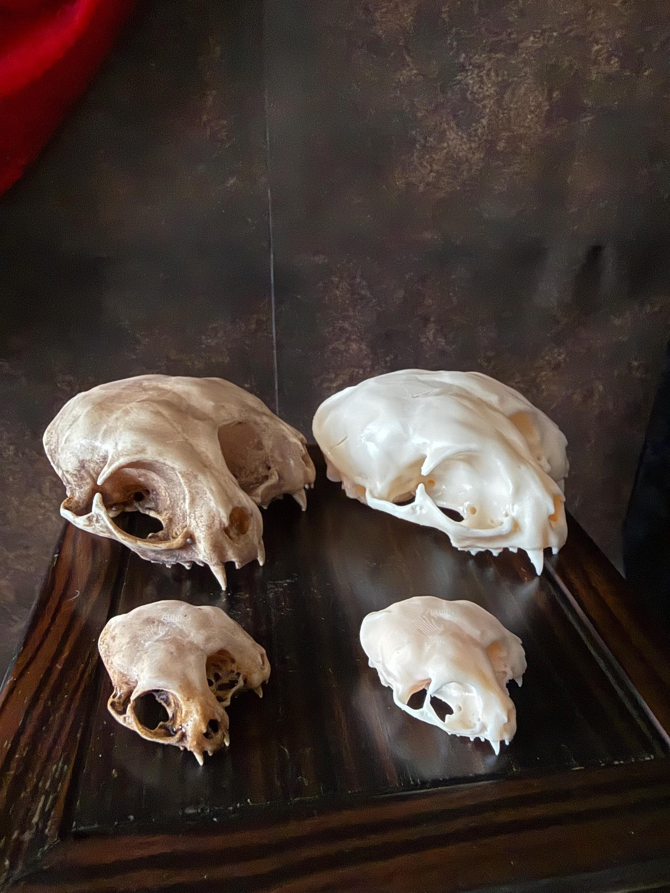 Conjoined Cat Skull for Curiosity Cabinet - Etsy