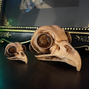 Owl Skull for Oddities & Curiosities Cabinet - Plague Doctor