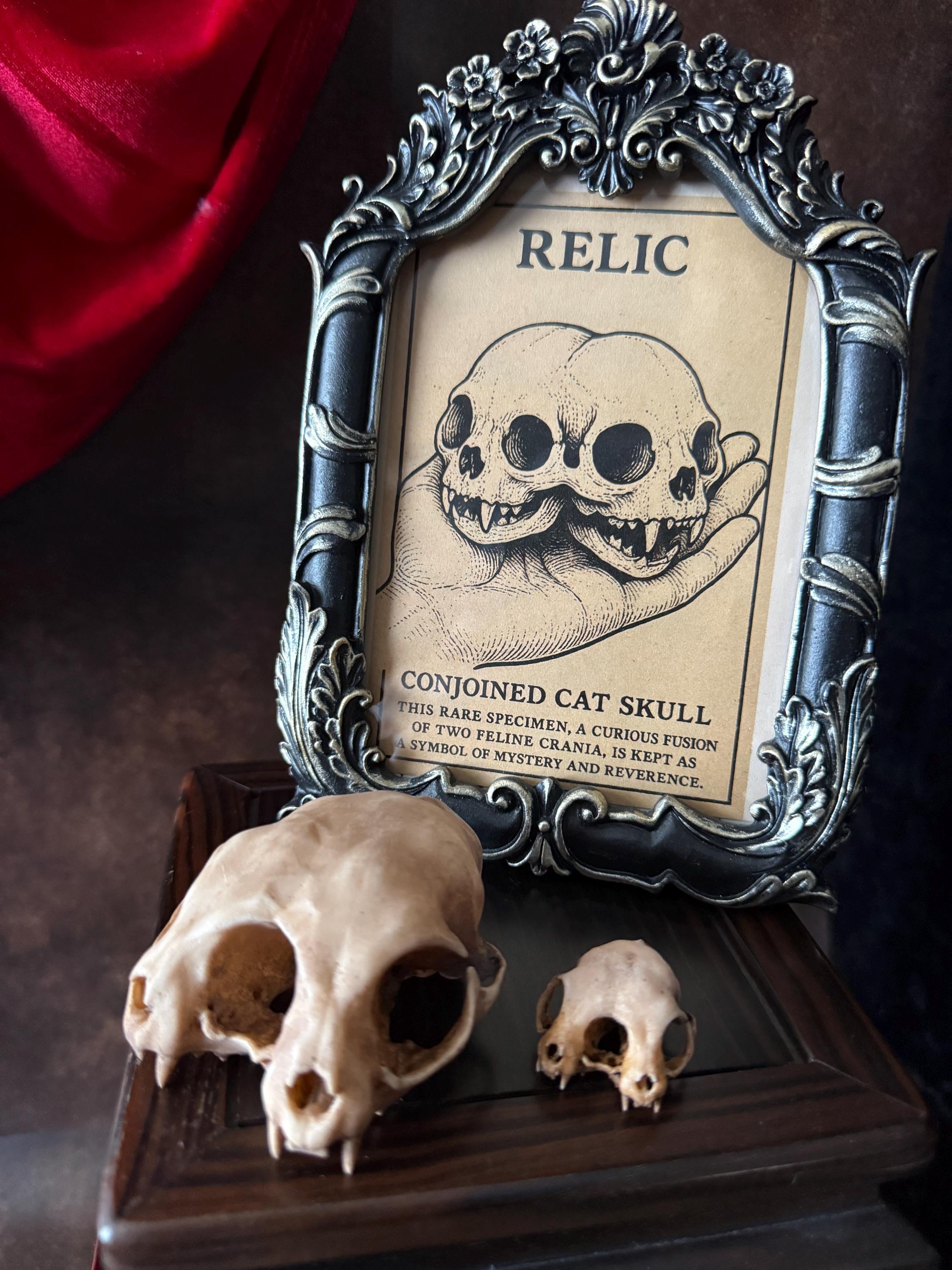 Conjoined Cat Skull for Curiosity Cabinet - Etsy