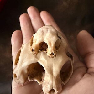 Conjoined Cat Skull for Curiosity Cabinet