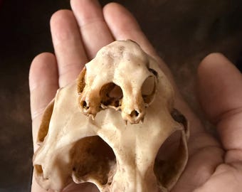 Conjoined Cat Skull for Curiosity Cabinet - Etsy