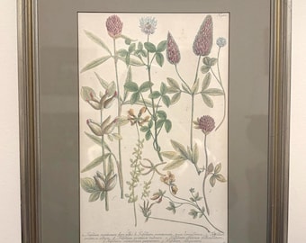 Vintage Botanical Print Framed Wall Art, Antique Style Herbarium Illustration, Classic Floral Study, Neutral Traditional Decor, 19.5x15