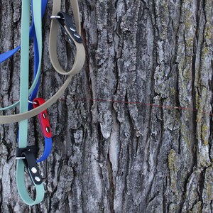 May include: A collection of colorful dog leashes in red, blue, black, and green, hanging against a textured tree trunk. Each leash features a metal clasp and a loop handle, showcasing a variety of vibrant colors and designs.