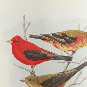 Vintage Birds of Eastern North America color illustrated book by Frank M. Chapman 1930. Nice hardcover. Vintage birder gift.