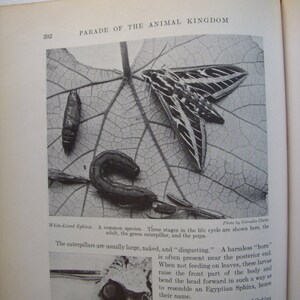 1935 Parade of the Animal Kingdom book Illustrated