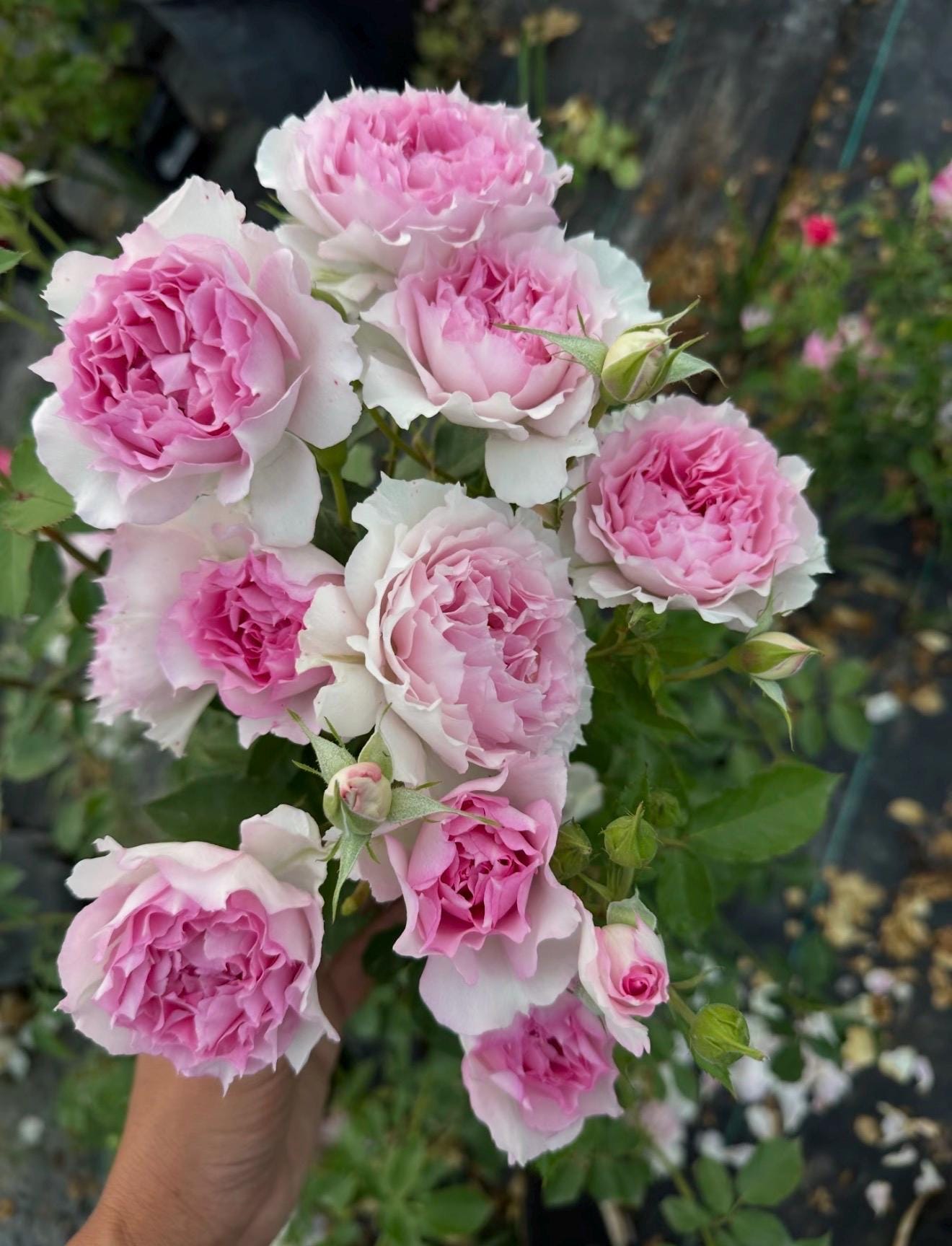 Doniazade Rose (ドニアザード) – Rare Japanese Garden Rose - Etsy