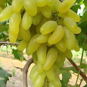 May include: A large, dense cluster of elongated, light green grapes hanging from a vine. The individual grapes are oval-shaped, smooth-skinned, and translucent, showing a vibrant pale yellow-green color throughout the entire bunch.