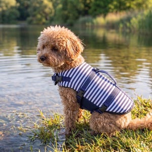 May include: A small, brown dog wearing a blue and white striped life vest sits on the edge of a lake. The dog is in the water, with the green grass and water in the background. The vest has black buckles.