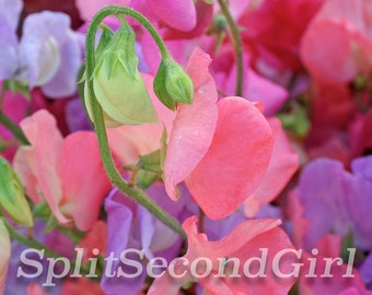 Sweet Pea Photo, Sweet Pea Photograph, Digital Photo, Sweet Peas in Bloom, Old Fashioned Sweet Pea, Pink Flower, Purple Flower