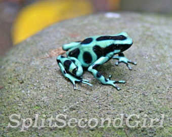 Green Dart Frog Photo, Dart Frog Photograph, Instant Download, Costa Rica, Poison Frog, Amphibian, Dart Frog, Green and Black Frog