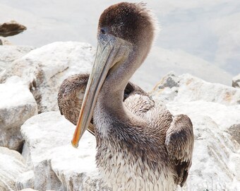 Pelicans on the Beach