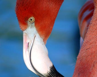 Birds on the Beach - Pink Flamingo